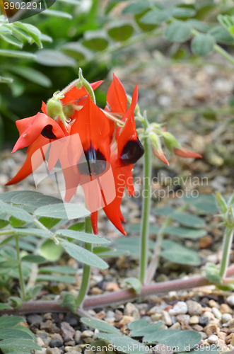 Image of Sturts desert pea 