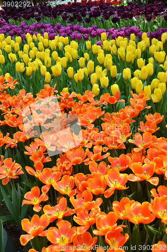 Image of Beautiful of tulips