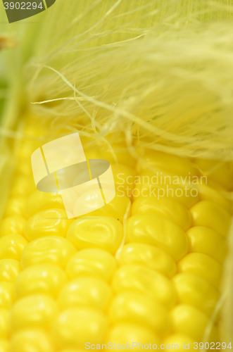 Image of Detail shot of fresh corn on cob