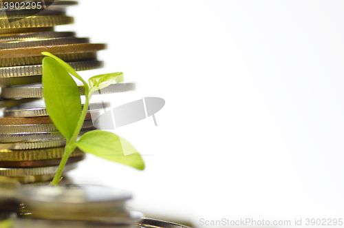 Image of Plant and lot of coins