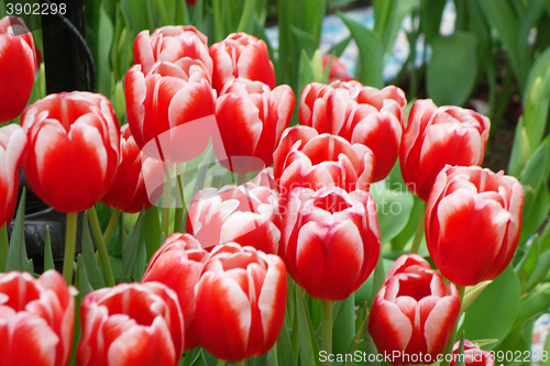 Image of Beautiful of tulips in Gardens by the Bay