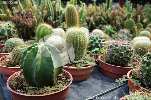 Image of Cactus plants inside nursery