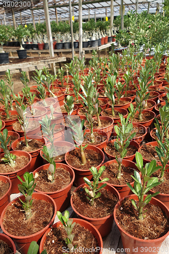 Image of Adenium flower plantations