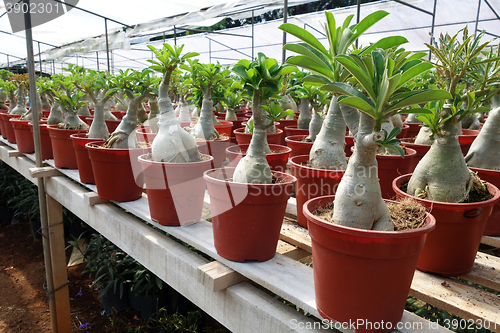 Image of Adenium flower plantations