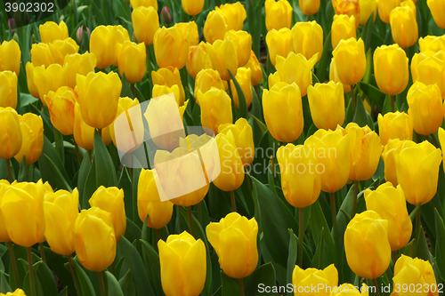 Image of Beautiful of tulips in Gardens by the Bay