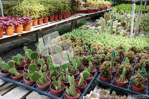 Image of Cactus plants inside nursery