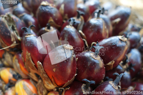 Image of Fresh oil palm fruits