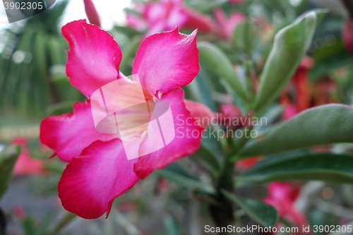 Image of Tropical flower Pink Adenium 