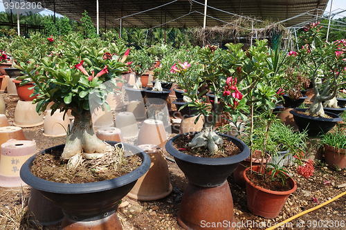 Image of Adenium flower plantations