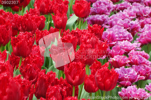 Image of Beautiful of tulips in Gardens by the Bay