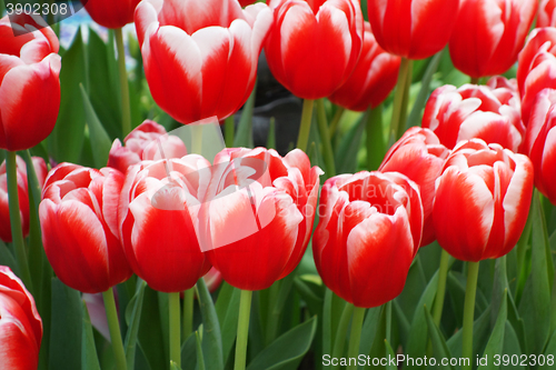 Image of Beautiful of tulips in Gardens by the Bay