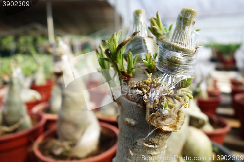 Image of Stem grafting of Adenium tree