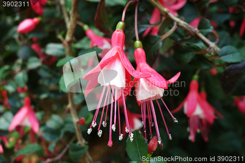 Image of Ballerina Flowers in the Gardens by the Bay 