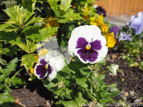 Image of White and purple Viola flower