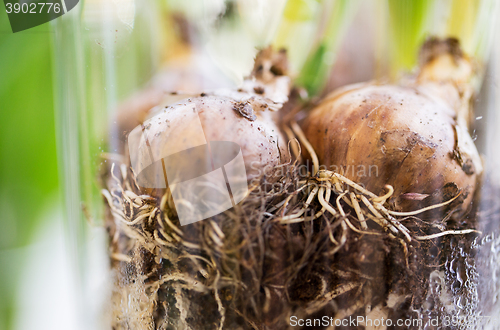 Image of close up of flower bulb or onion