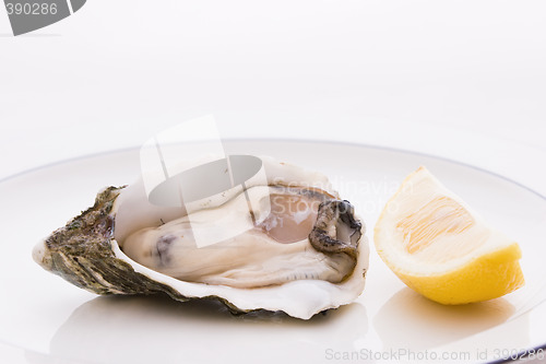 Image of Oyster and Lemon