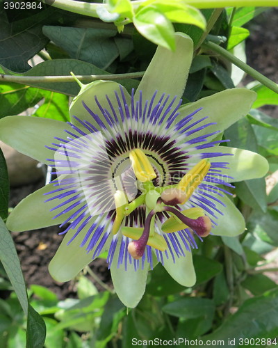 Image of Passion flower 