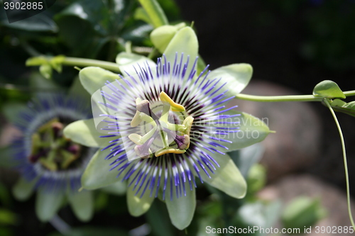 Image of Passion flowers