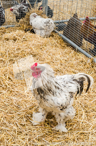 Image of Big beautiful purebred rooster on a farm