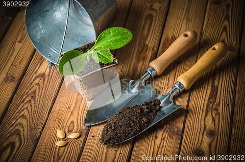 Image of Seedlings zucchini and garden tools on a wooden surface