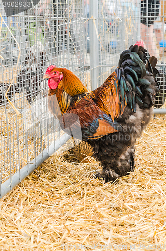 Image of Big beautiful purebred rooster on a farm, close-up