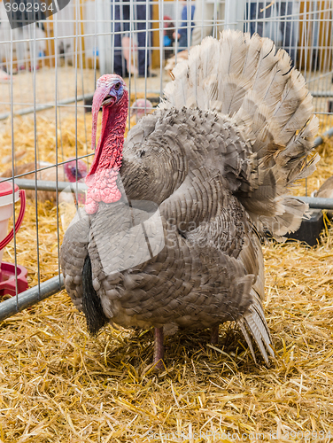 Image of Big beautiful turkey on a farm, close-up