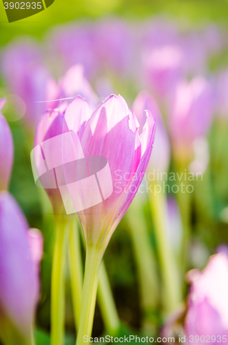 Image of Pink blossoming crocuses in the garden, close up