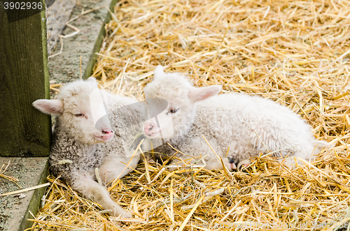 Image of Two Little lamb sleeping in straw