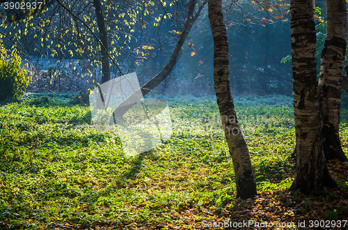 Image of Freakish trunks of trees on a glade