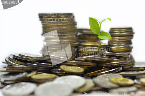 Image of Plant and lot of coins