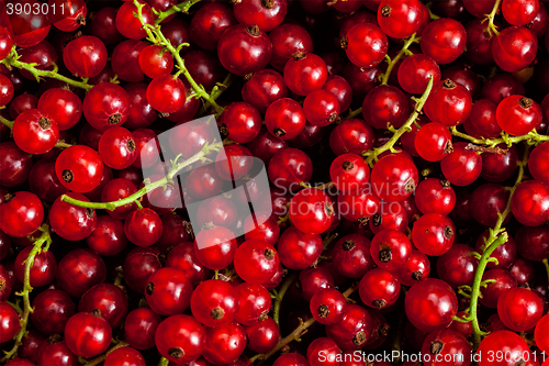 Image of Redcurrant close up