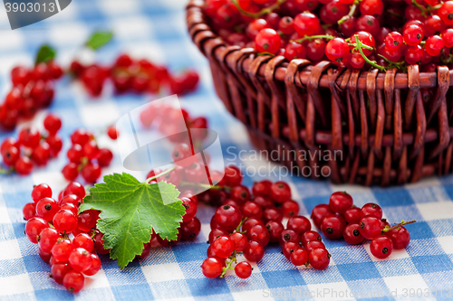 Image of Redcurrant in wicker bowl on the table