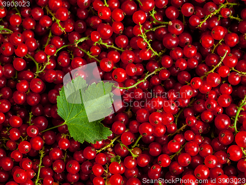 Image of Redcurrant close up