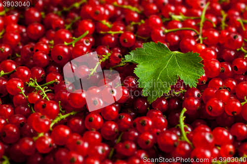 Image of Redcurrant close up