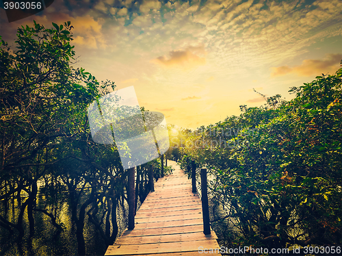 Image of Wooden bridge in flooded rain forest of mangrove trees