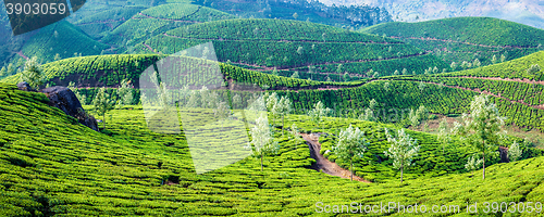 Image of Panorama of green tea plantations on sunrise in Kerala, India