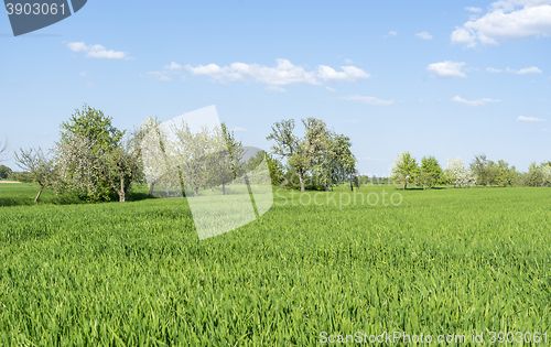 Image of fruit trees at spring time