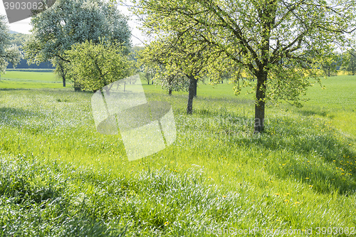 Image of fruit trees at spring time