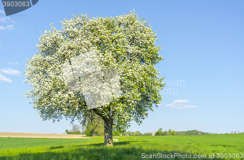 Image of fruit tree at spring time