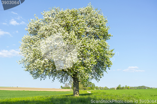 Image of fruit tree at spring time