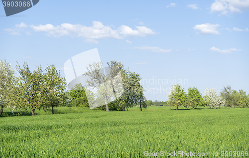 Image of fruit trees at spring time