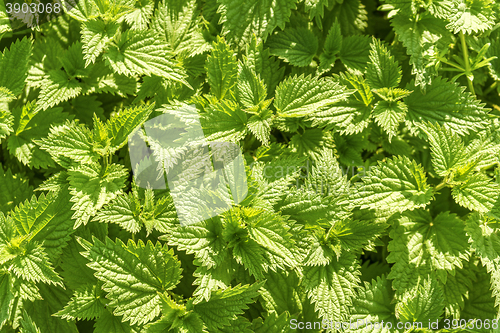 Image of sunny stinging-nettle leaves