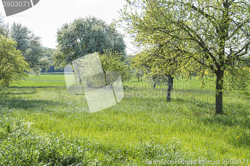 Image of fruit trees at spring time