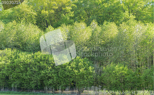 Image of treetops at springtime