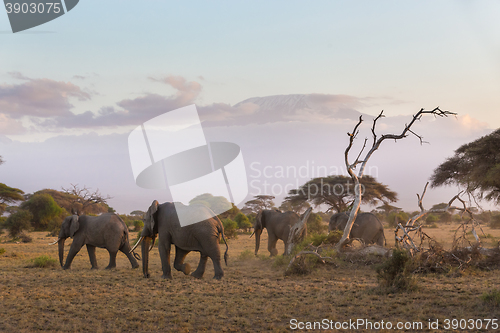 Image of Elephants in front of Kilimanjaro, Amboseli, Kenya