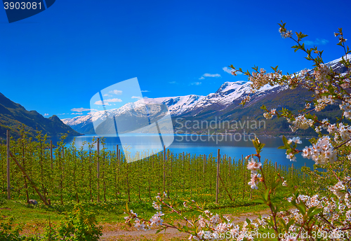 Image of Hardanger fjord in Norway