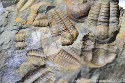 Image of trilobite fossil background