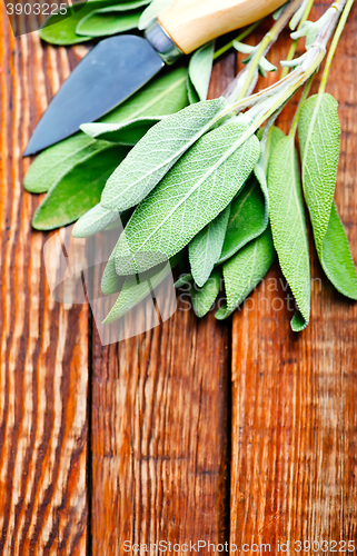 Image of fresh sage