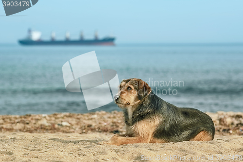 Image of Stray Dog on the Shore