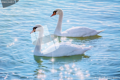 Image of Swans on the Lake
